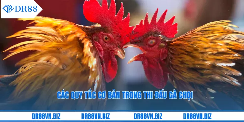 Các quy tắc cơ bản trong thi đấu gà chọi