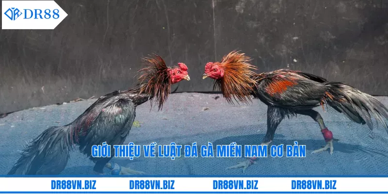 Giới thiệu về luật đá gà miền Nam cơ bản