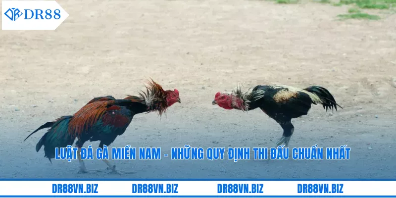 Luật Đá Gà Miền Nam - Những Quy Định Thi Đấu Chuẩn Nhất