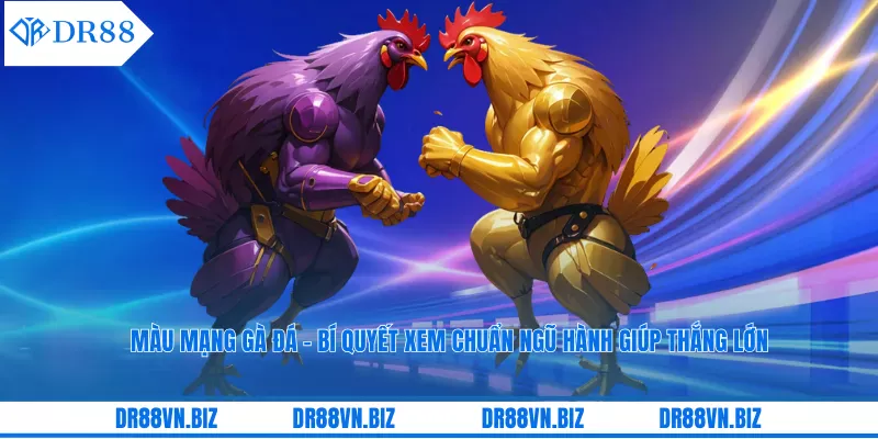 Màu Mạng Gà Đá - Cách Chơi Và Ảnh Hưởng Đến Kết Quả