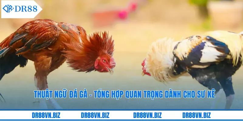 Thuật Ngữ Đá Gà - Tổng Hợp Quan Trọng Dành Cho Sư Kê