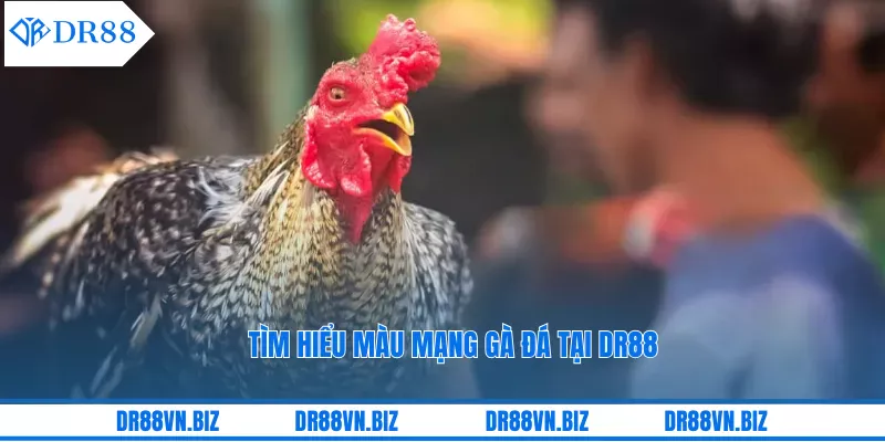 Màu mạng gà đá là gì?