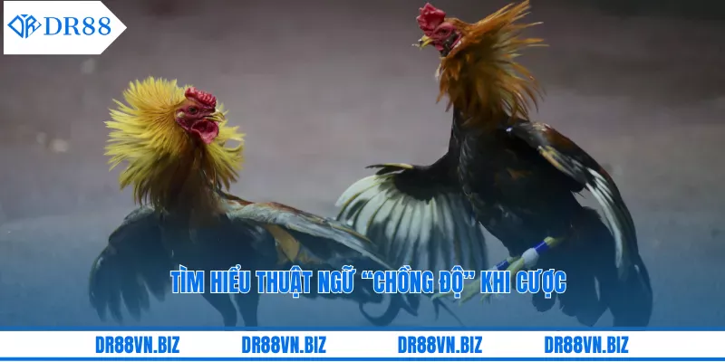 Tìm hiểu thuật ngữ “chồng độ” khi cược Tìm hiểu thuật ngữ “chồng độ” khi cược